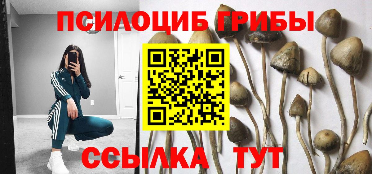 Псилоцибиновые грибы Magic Shrooms  даркнет сайт  Киселёвск  Вход с VPN  Галлюциногенные грибы Psilocybine cubensis 